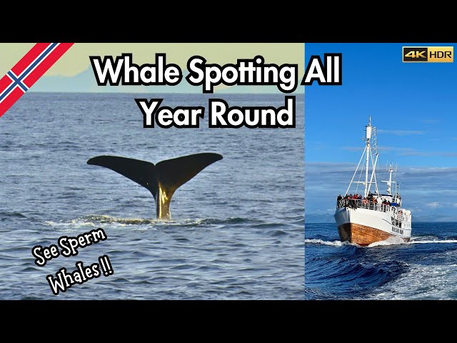 What to EXPECT on a Whale Safari | Andenes | Vesterålen