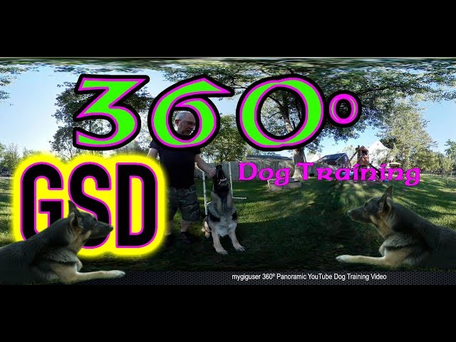 4K 360 Degree Five Minute Dog Training Video