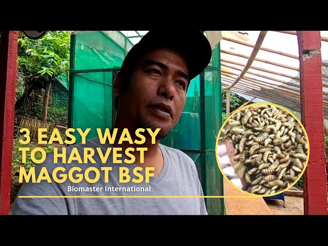 3 Easy Ways to harvest young larvae of black soldier fly for small livestock...