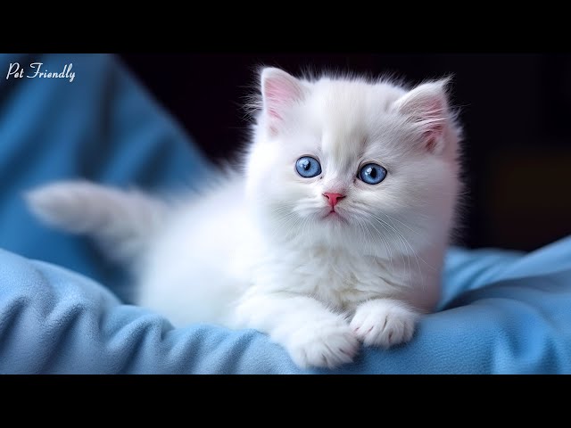 12 Hours Beautiful Piano To Relax Cat 😻 Anti Anxiety & Stress Relief Music For Cat - CAT SLEEP MUSIC