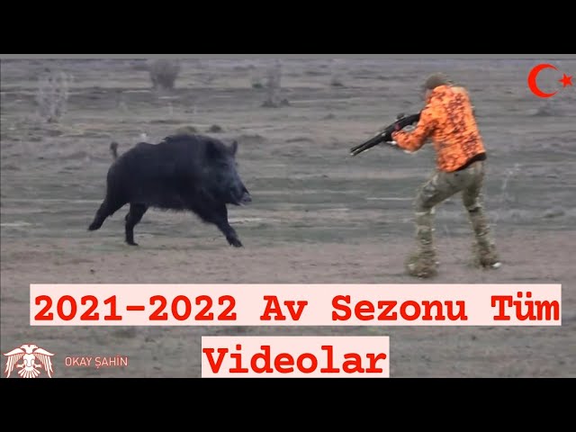 2021-22 Av sezonu yaban domuzu avlarım /All my wildboar hunts in the 2021-22 hunting season
