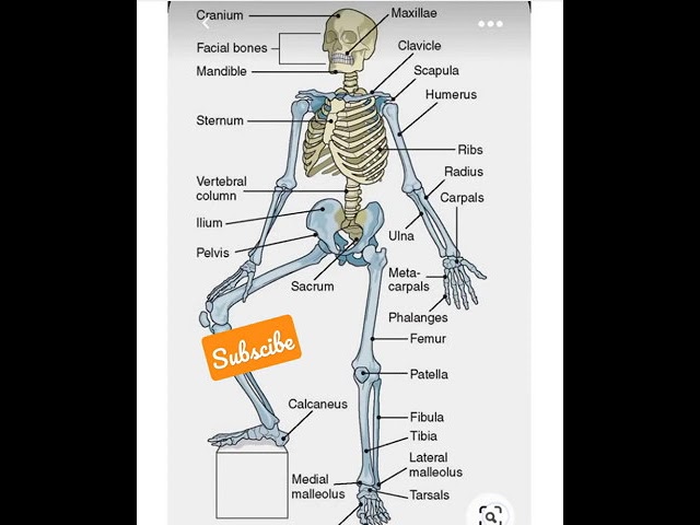 Bones Names of Human Skelton | Human Skelton | Sketch Of Human Body | Bones