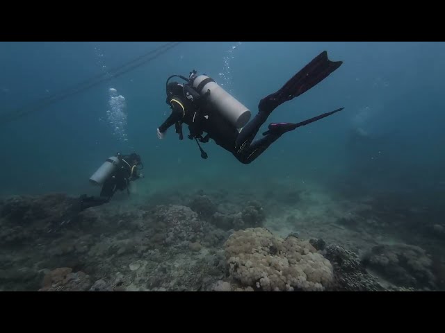 Scuba Diving in Mindoro - Philippines