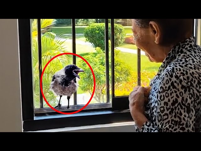 Little Crow Knocks On Window To Sing A Song For Grandma Every Day ❤️ Funny Animal 2024