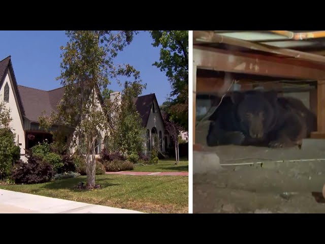 Woman Evicts Bear Hiding in Crawl Space