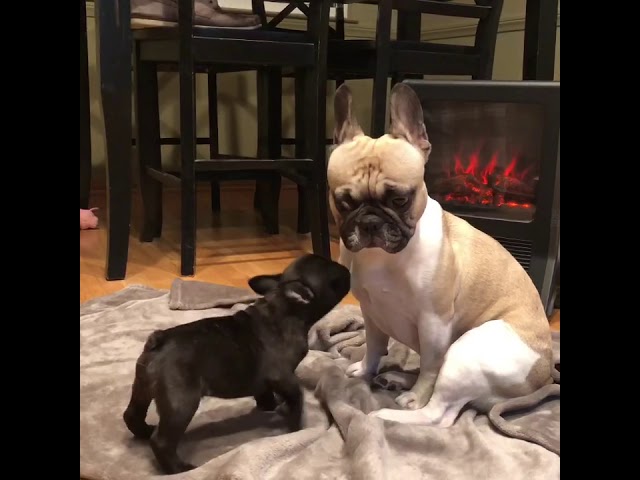 Frenchie Meets the Newest Member of the Family