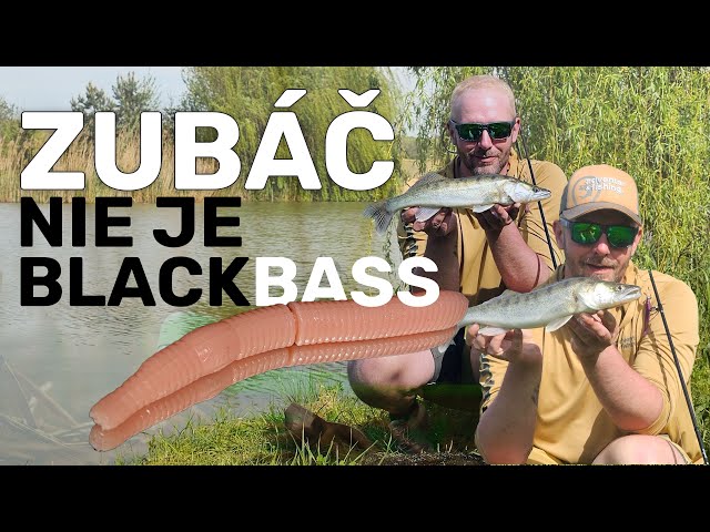 Zubáč nieje Blackbass - ReWik Rybárske videa
