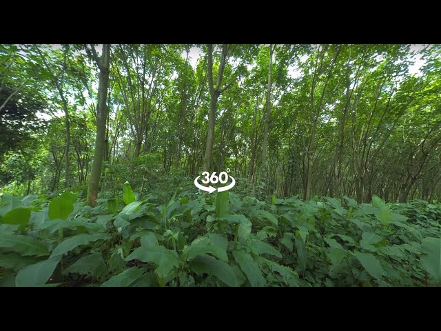 Tropical Reforestation Project 360 Video Tour | Climate Impact Partners