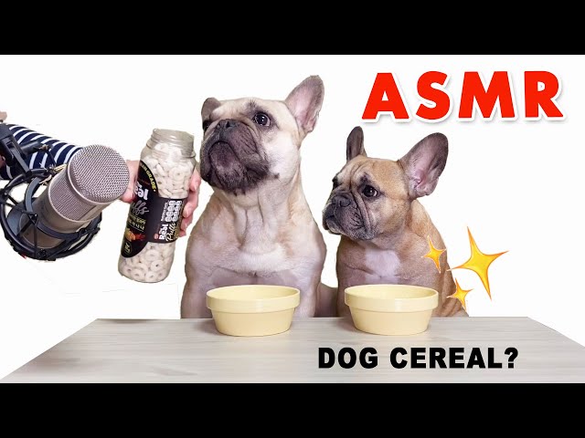 ASMR French Bulldog Eats Real Cereal l 씨리얼 ASMR