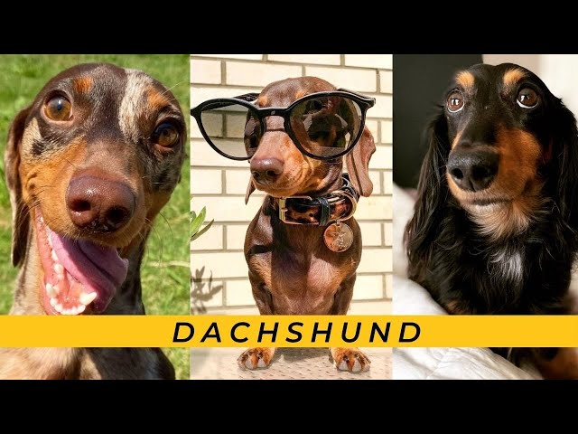 Naughty Dachshund Video Try not Laugh,Funny puppy, Miniature sausage puppies Weiner perros salchicha