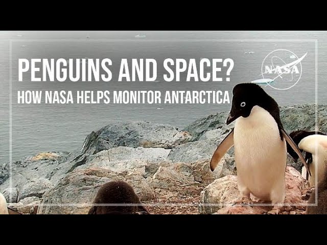 Penguins and Space? How NASA Helps Monitor Antarctica