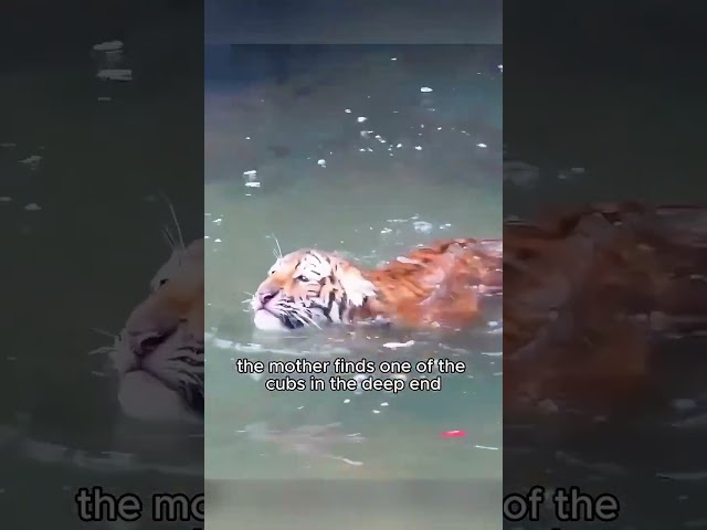 Bringing up five disobedient cubs is too hard. #shortvideo #animals #animal #tiger #cute #shorts