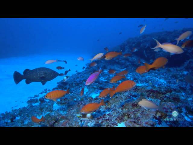 Your Earth is Blue: Exploring Papahānaumokuākea's Deep Coral Reefs