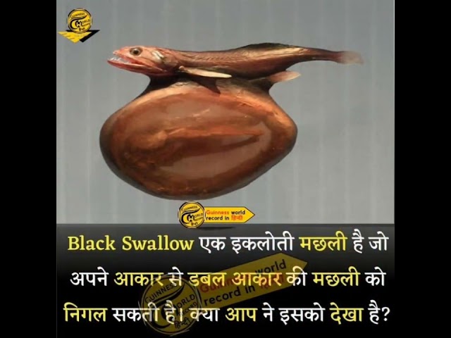 #fact about a black swallow fish