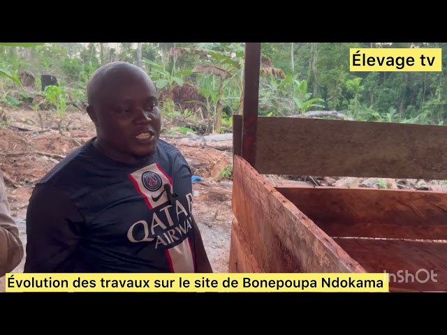 Construction porcherie : Évolution des travaux sur le site De Benepoupa Ndokama