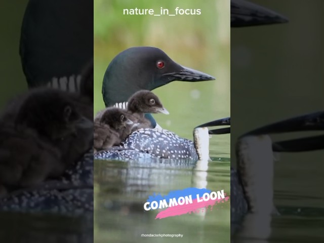 The Haunting Calls of the Common Loon #shorts @naturelenses