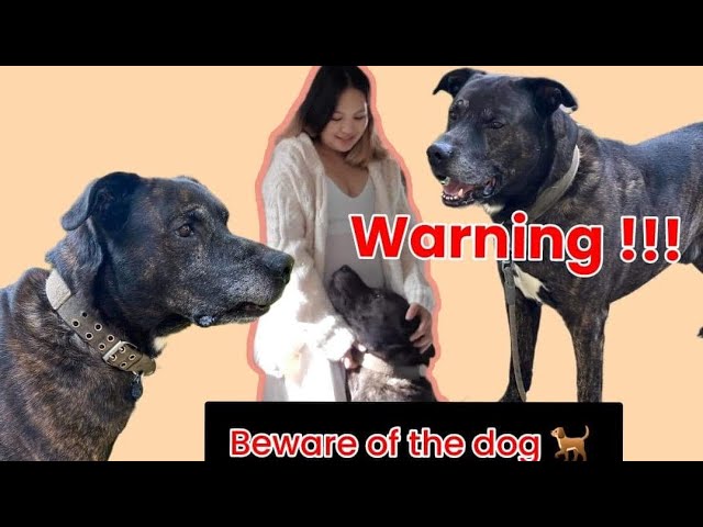 Beware of the Dog/ he’s gonna eat you alive. #thesmithfamily #doglover #furmom #bewareofthedog