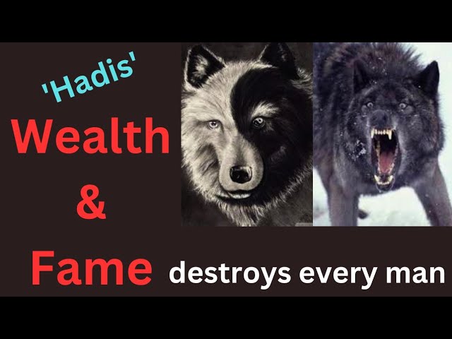 Wealth & Fame are Two Wolves that destroy a believer. #hadith #hadees #islamicvideo #islam