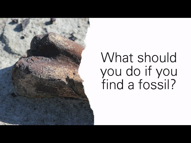 Cretaceous Q&A: "What should you do if you find a fossil in Alberta?"