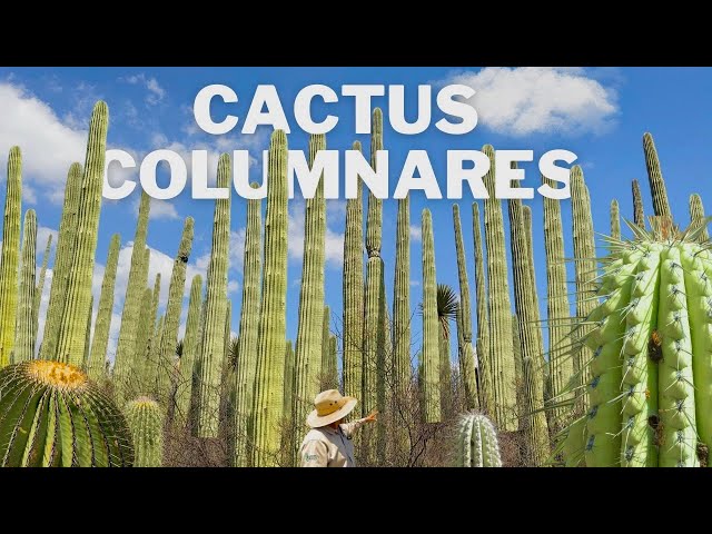 La majestueuse forêt de cactus en colonnes de la vallée de Tehuacán - Puebla 🌵🌵
