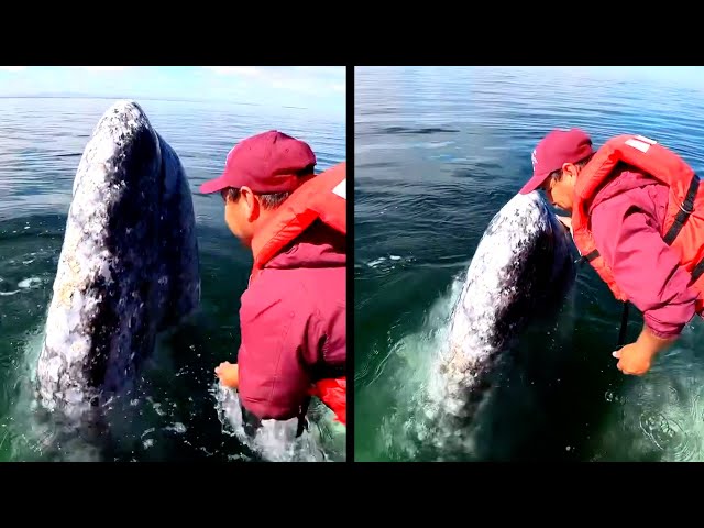 Greetings, gray whale, and a joyous embrace