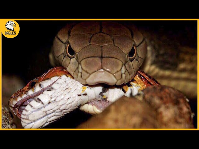 15 Dramatic Moments Capturing the Most Ferocious Snakes Taking Down Their Prey | Animal Fight