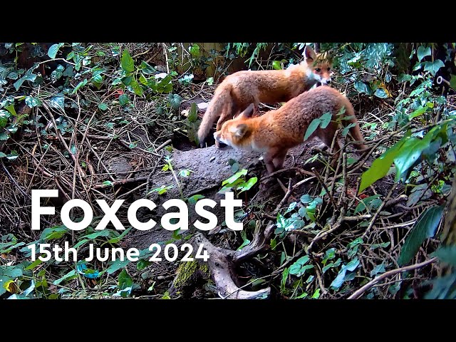 Foxcast | 15th June Highlights