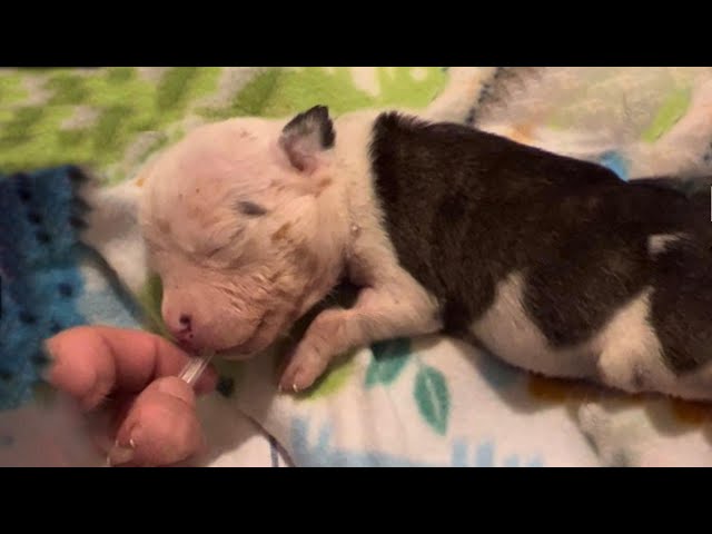Tearful story of a newborn puppy: Rejected by his mom, severely dehydrated, fighting for life!