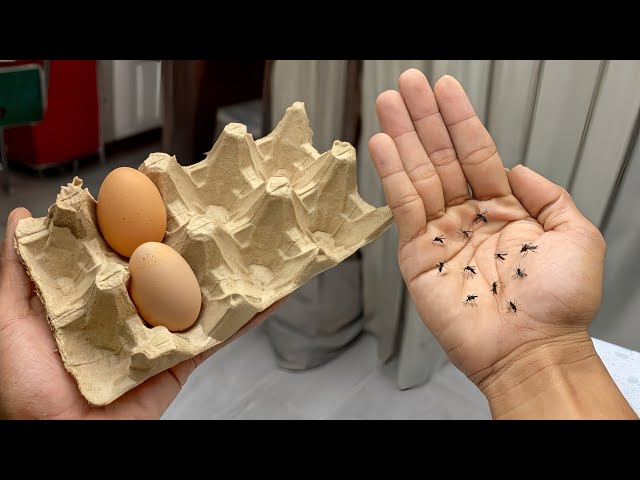 Stop throwing away egg boxes! The secret to repelling mosquitoes smartly and economically