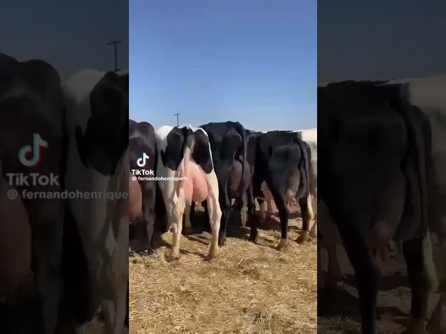 #03061061151 #cow #hfcowprice #pakistan #animal #dairycows #in #buffalo #dairy #dairyindustry