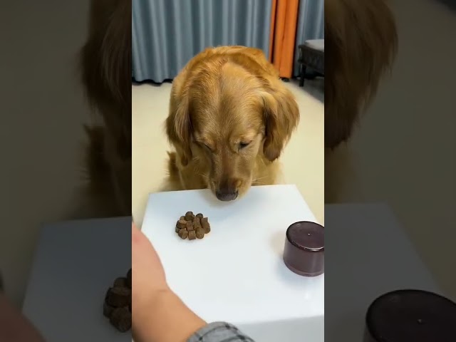 Smart dog finds treat in game