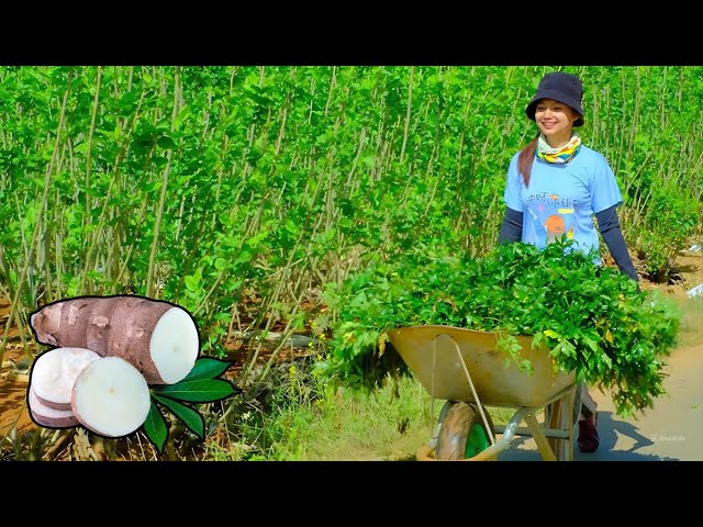 Full Video 30 Day:Harvesting Cassava,Bananas,Tomatoes and Goes To Market Sell- Daily life