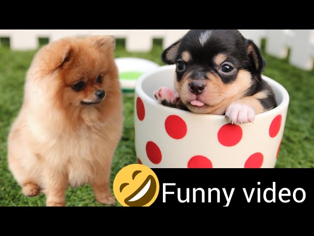 Cutes dogs | Cutest dog in the world | Cute dogs clips  /2022
