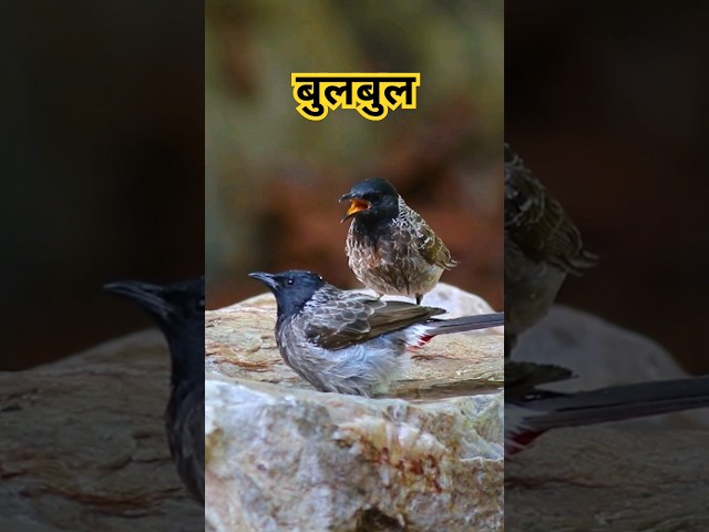 बुलबुल #birds #birdphotography #viralvideo #viralshort #shortsfeed #shortvideos