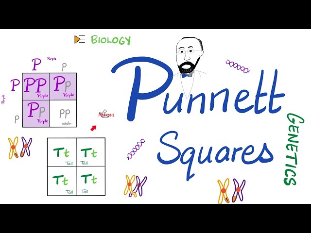 Punnett Squares (Monohybrid Cross, Dihybrid Cross) | Genetics