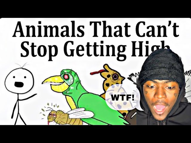 10 Animals That Love Getting H*gh😎(While Being Faded🌳)