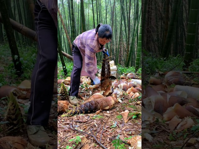 Sound Of Big Bamboo Shoot Unzip #satisfying #bamboo #bambooplant #viral #survival #farming #nature