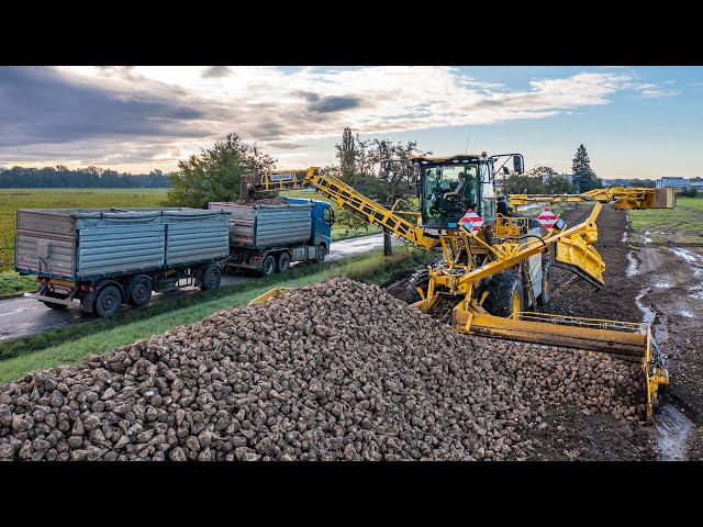 New ROPA MAUS 6 and ROPA MAUS 5 | Loading sugar beet 2022
