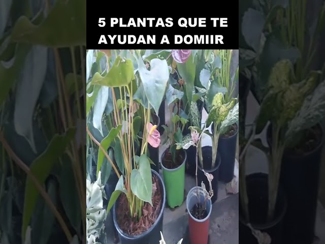 5 PLANTAS QUE TE AYUDAN A DORMIR MEJOR