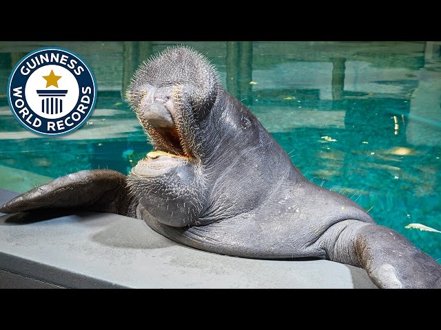 Oldest Manatee - Guinness World Records