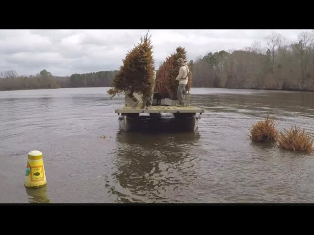 Why putting Christmas trees in Lake Murray will help life on the lake