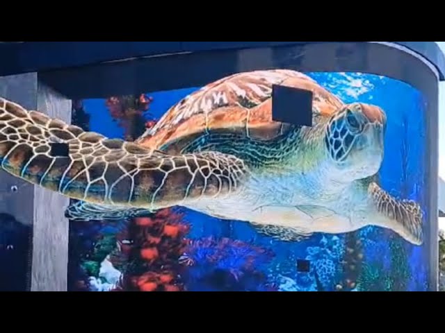 🐳🐬🐙 Nassau Bahamas Aquariums Full Video