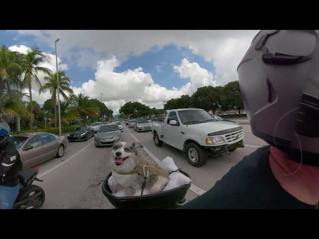 Our dog Irwin riding around Fort Lauderdale (360 video)