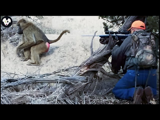 How Do Farmers And Hunter Deal With Millions Of Wild Boar And Baboons - The Best Baboons Hunt