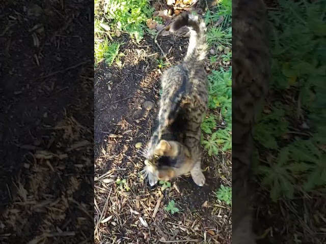 Rolling in the Muck - Simple Pleasures for a Simple Cat