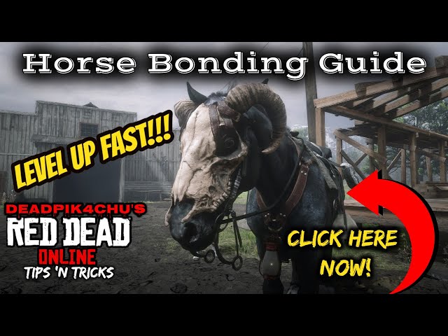 Horse Bonding Guide (Level Up Fast!!!) | deadPik4chU's Red Dead Online Tips and Tricks
