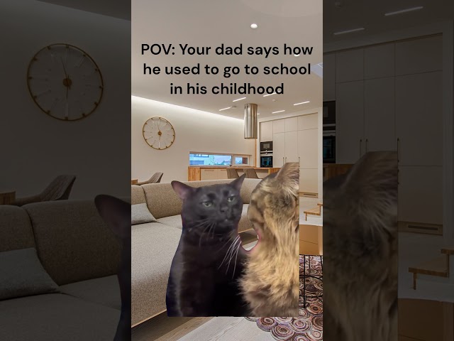 when your dad tells how he used to go to school meme | funny short video | funny meme | cat memes