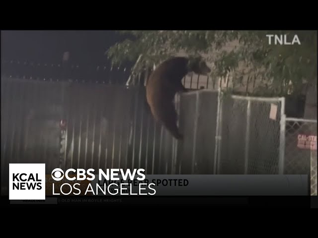Bear seen walking around LA neighborhood