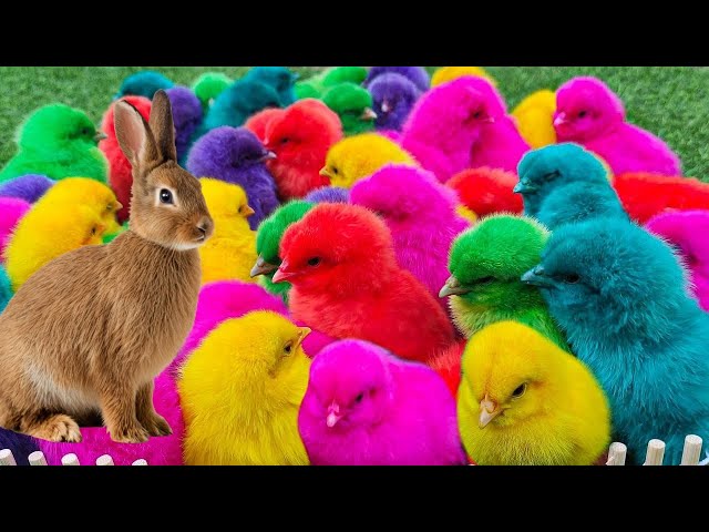 World Cute Chickens, Colorful Chickens, Rainbows Chickens, Cute Animals,Cute Ducks, Cat, Rabbits