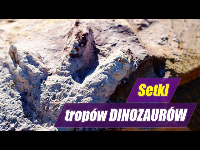 Gdzie w Polsce spacerowały dinozaury? - unikatowe odkrycie!